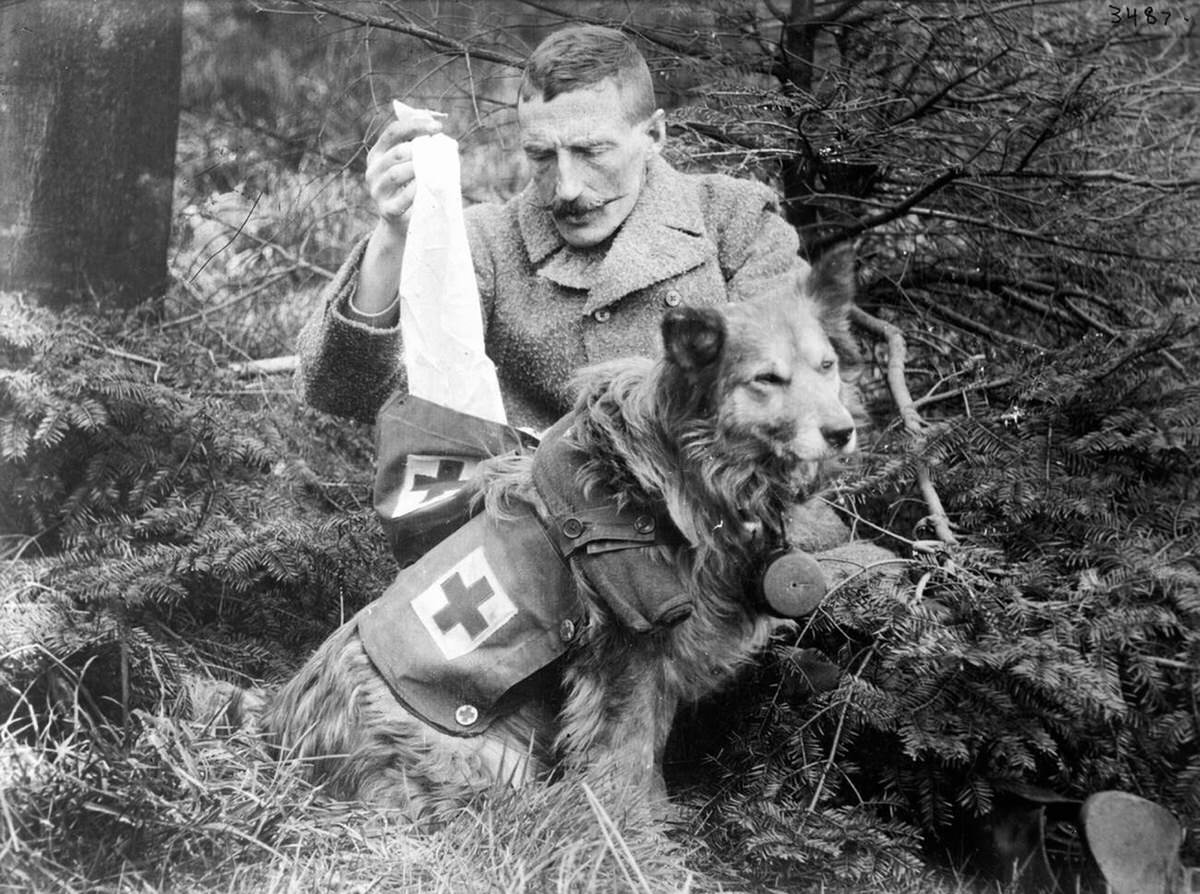Medical supply dog, 1915