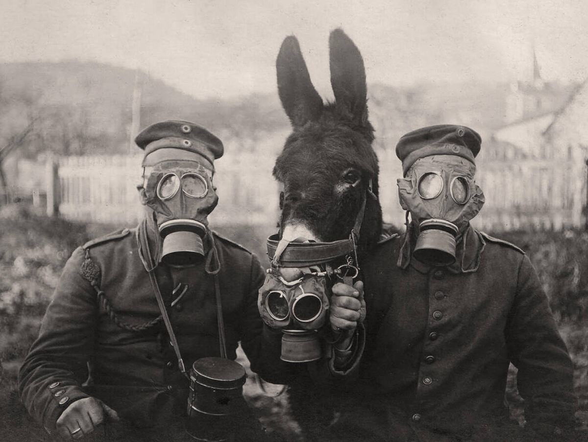 German soldiers and their mule wearing gas masks, 1916