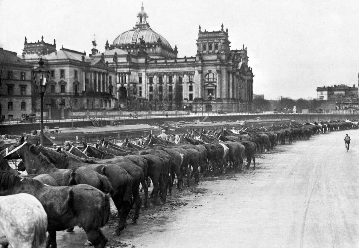 Horses inspected behind the Reichstag in Berlin before leaving for the front, 1915