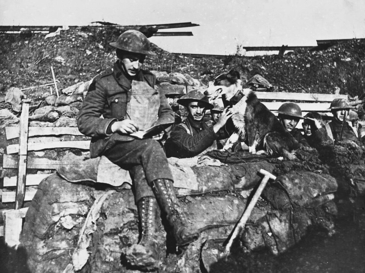 Wartime messenger dog, 1917