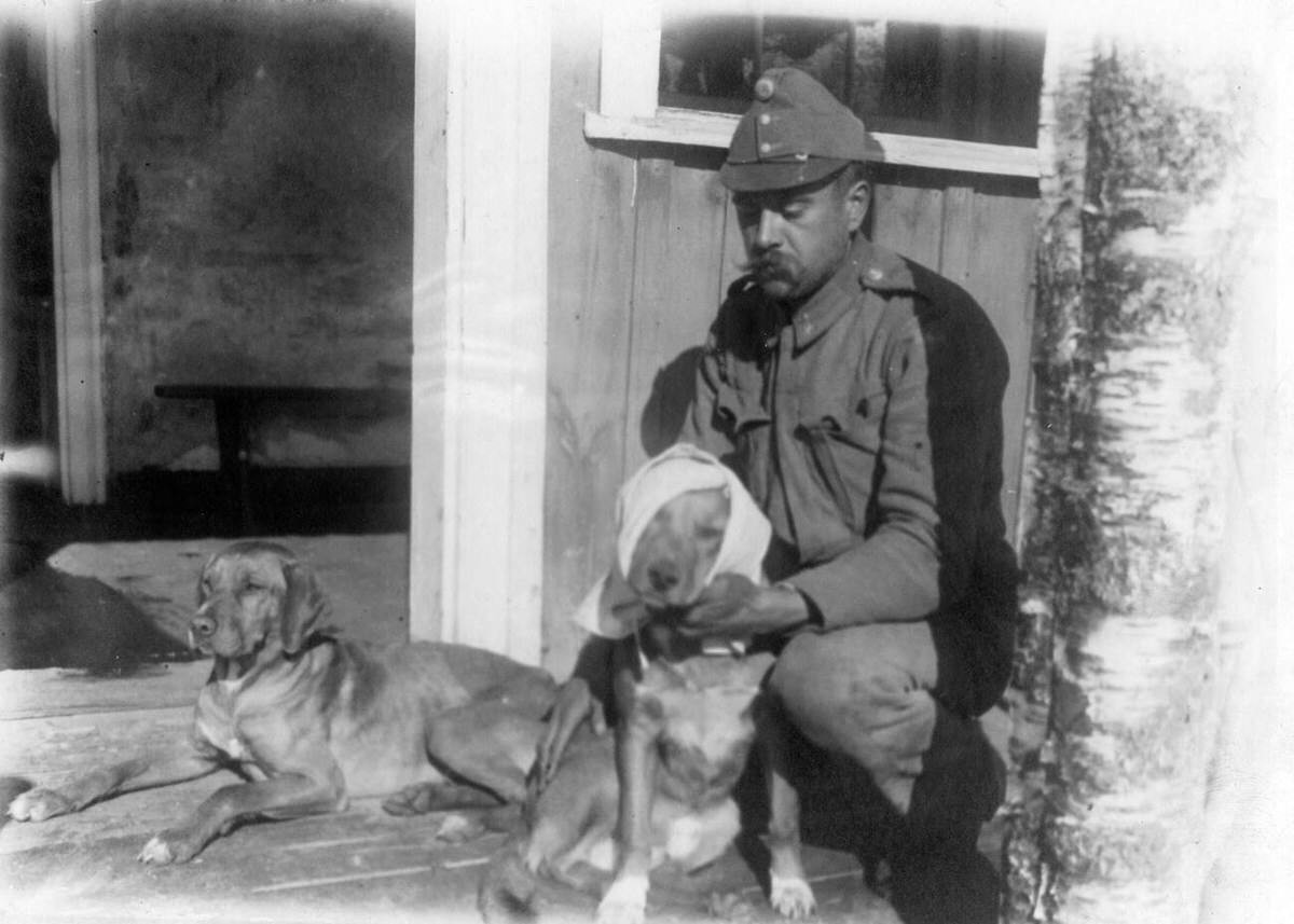Injured war dogs in a field hospital, 1917