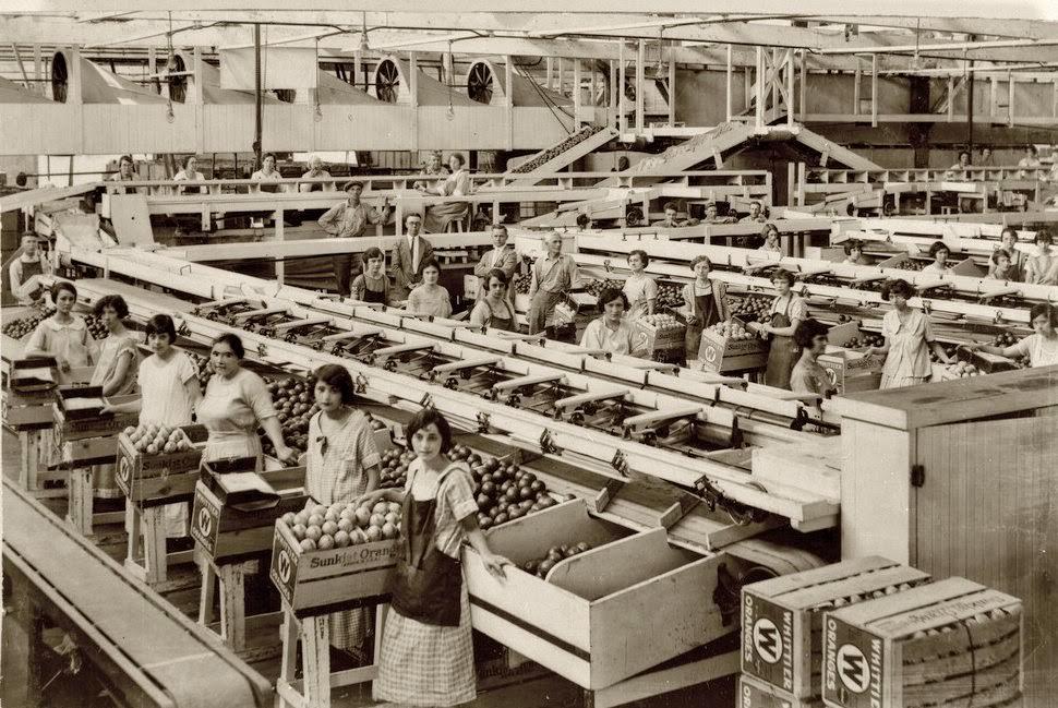 Citrus packing in California, 1910