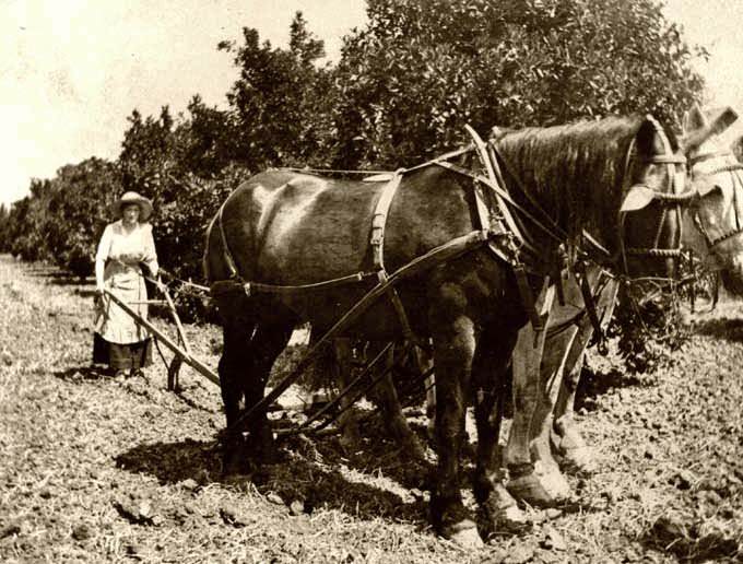 Woman plowing in California, 1910