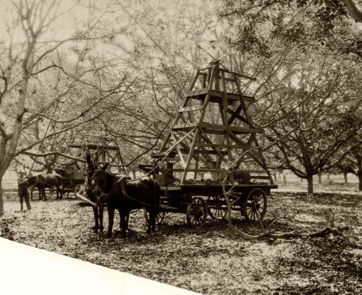 Walnut trees in Whittier, 1900s
