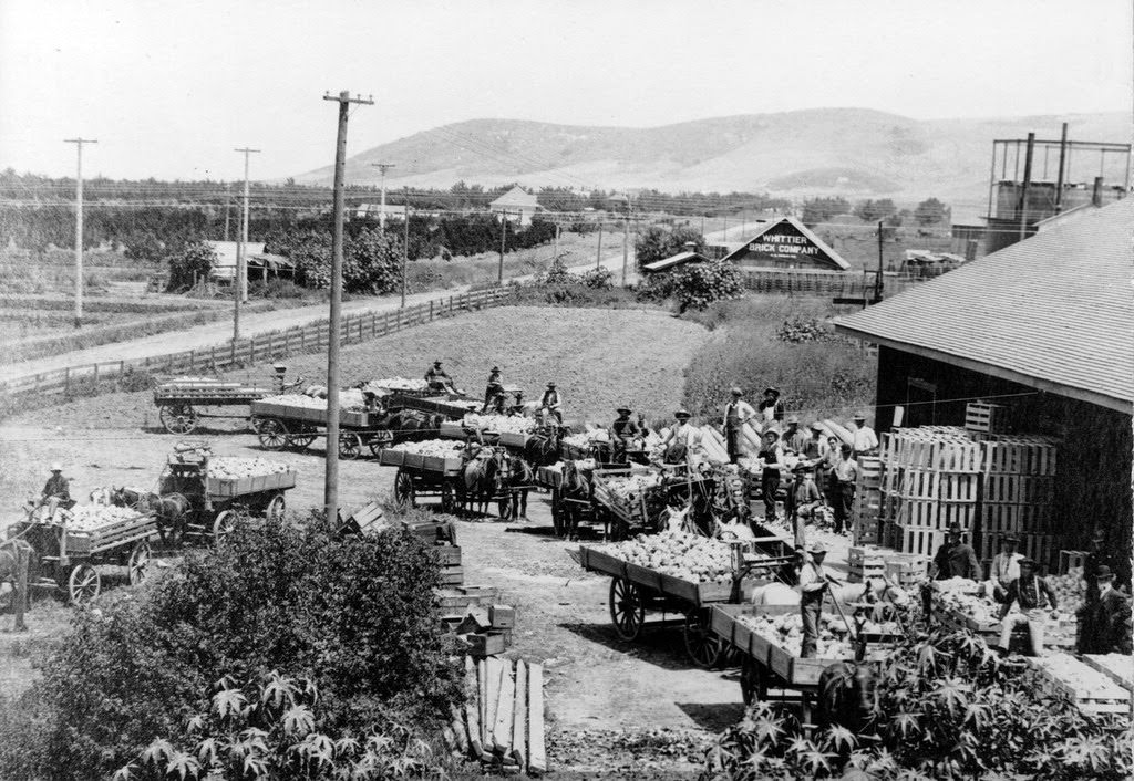 Cabbage packing industry near the Whittier Brick Company, 1910