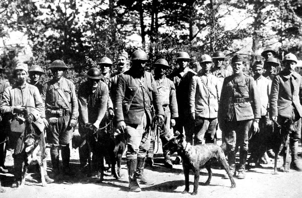 Dogs used during World War I, 1917