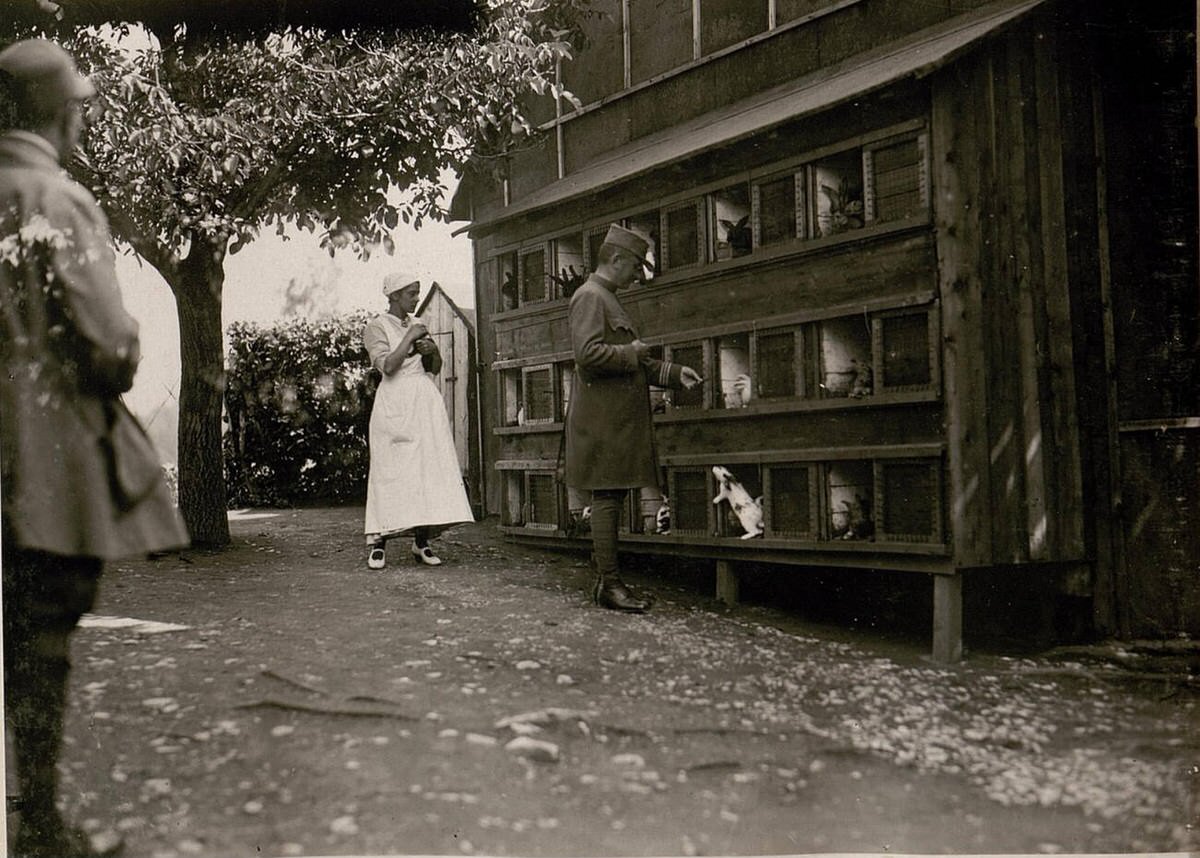 Field hospital and rabbit breeding in Tirol, 1917