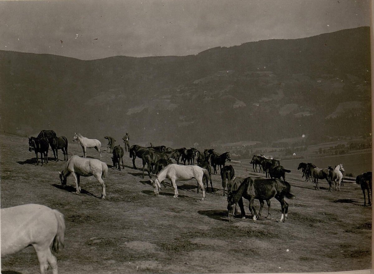 Horses on a pasture recovering after service, 1917