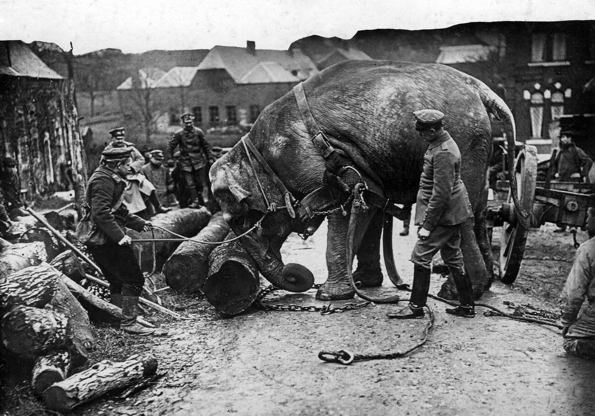 Working elephant in Hamburg, 1915