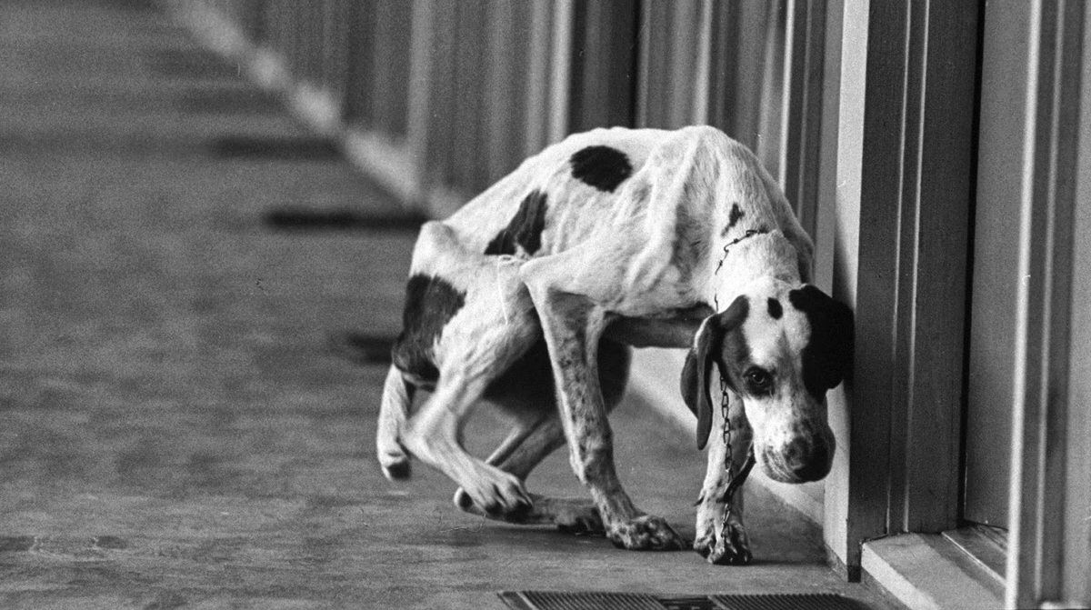 Dogs Concentration Camps 1966
