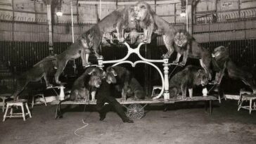 Netherlands Circus Early 1900s