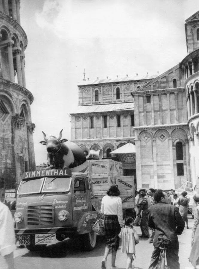 Simmenthal's cow during the 35th Giro d'Italia