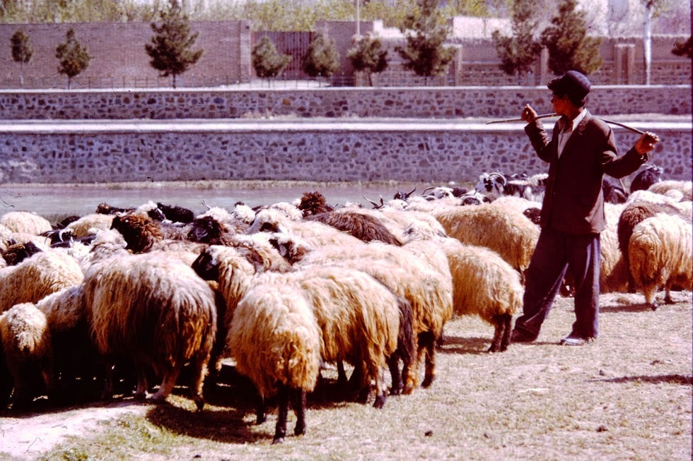 A flock of Persian sheep, whose bulbous tails store fat, making Persian lamb rich in taste and low in fat.