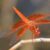 Avatar of Fire Dragonfly